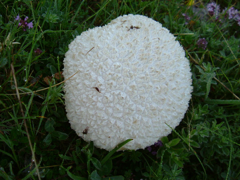 Lycoperdaceae